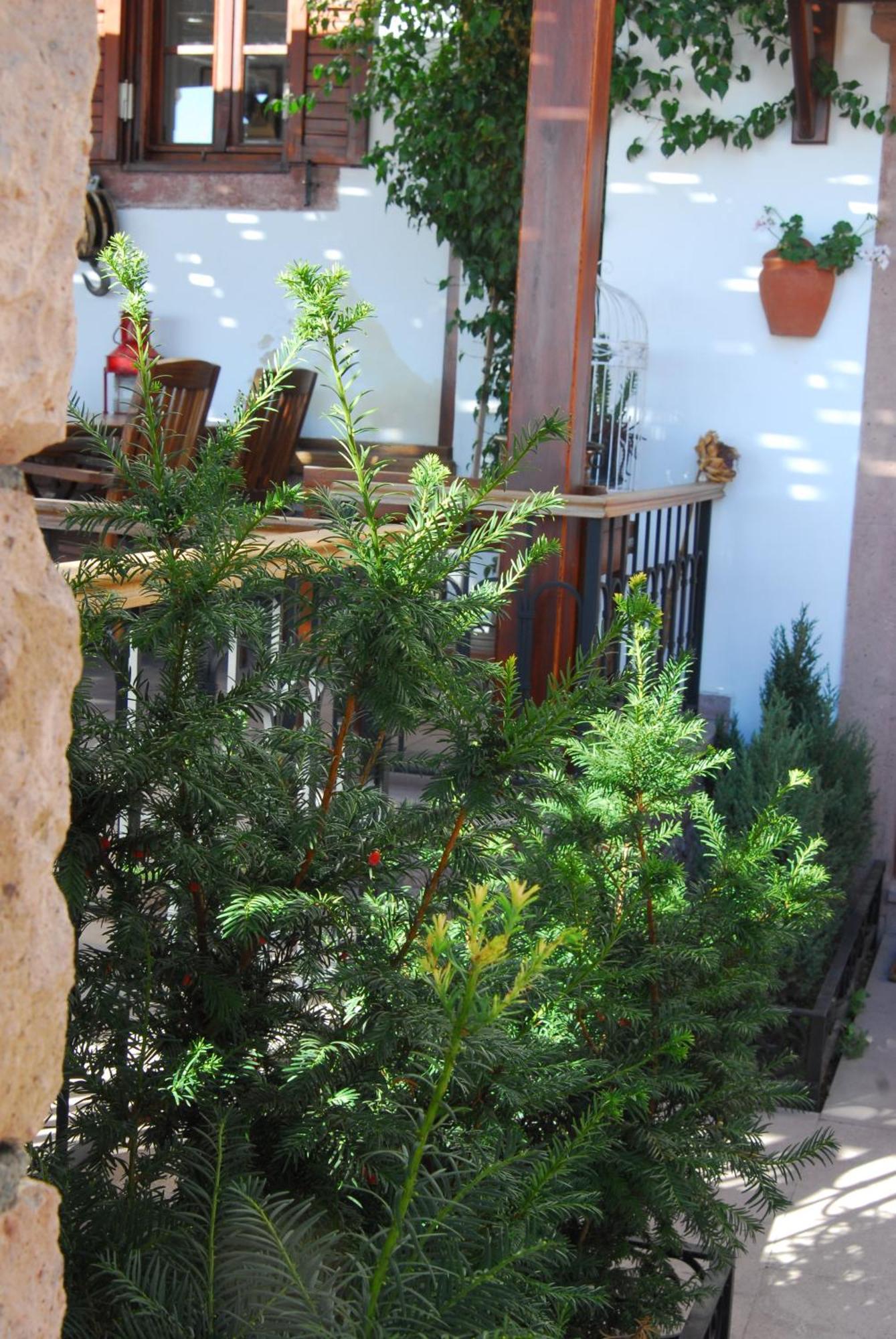 Aliye Hanim Hotel Ayvalı Kültér fotó